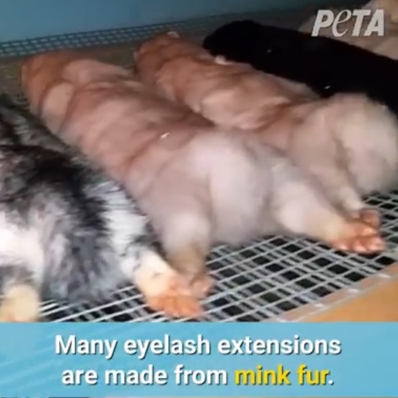 ‼️SAY NO TO MINK EYELASHES & COATS! 🧥👁 - Picture 14 of 16